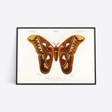 Plakat med en detaljeret illustration af en stor, farverig møl med brune og orange nuancer, præsenteret i en sort ramme.
