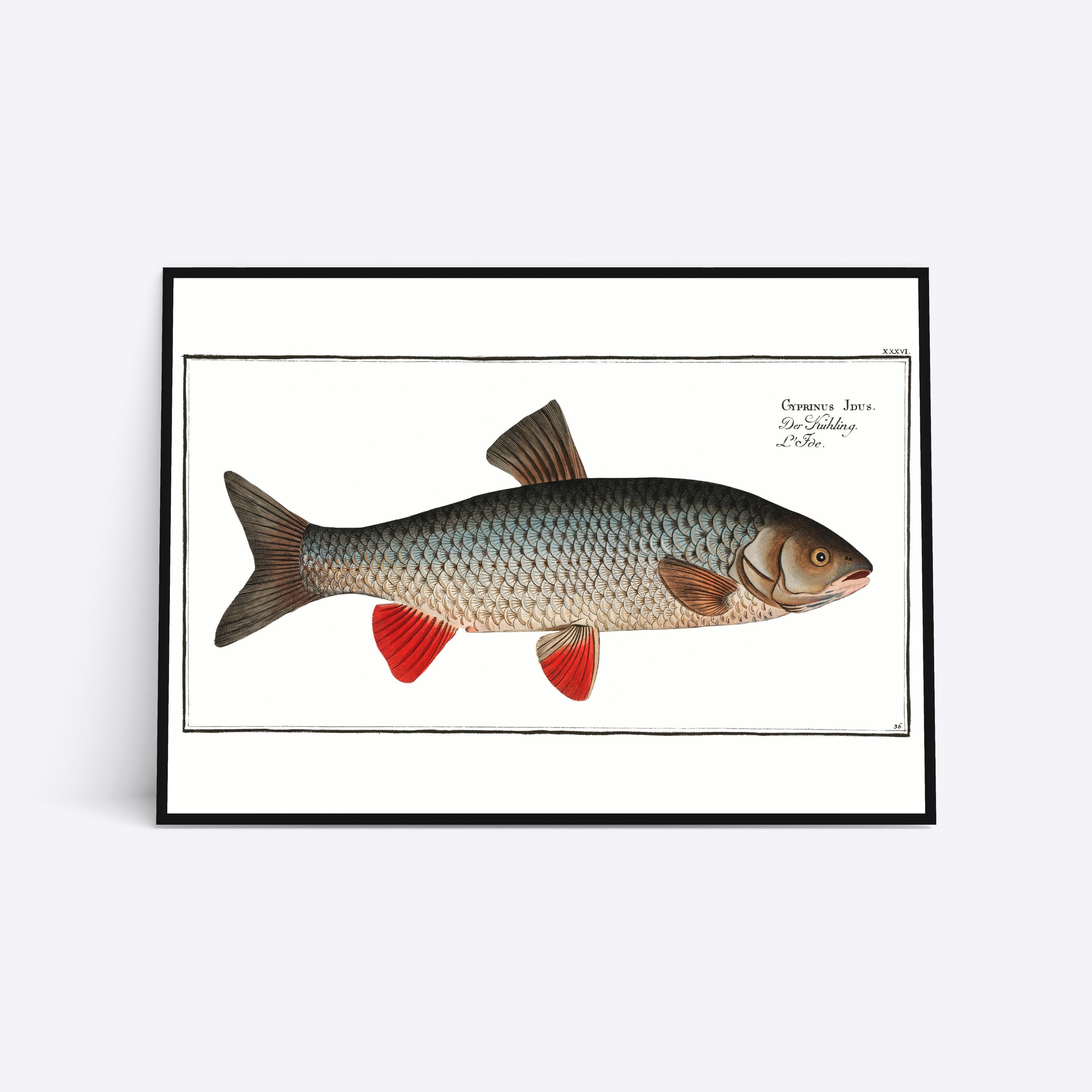 Der Kühling illustration plakat i ramme