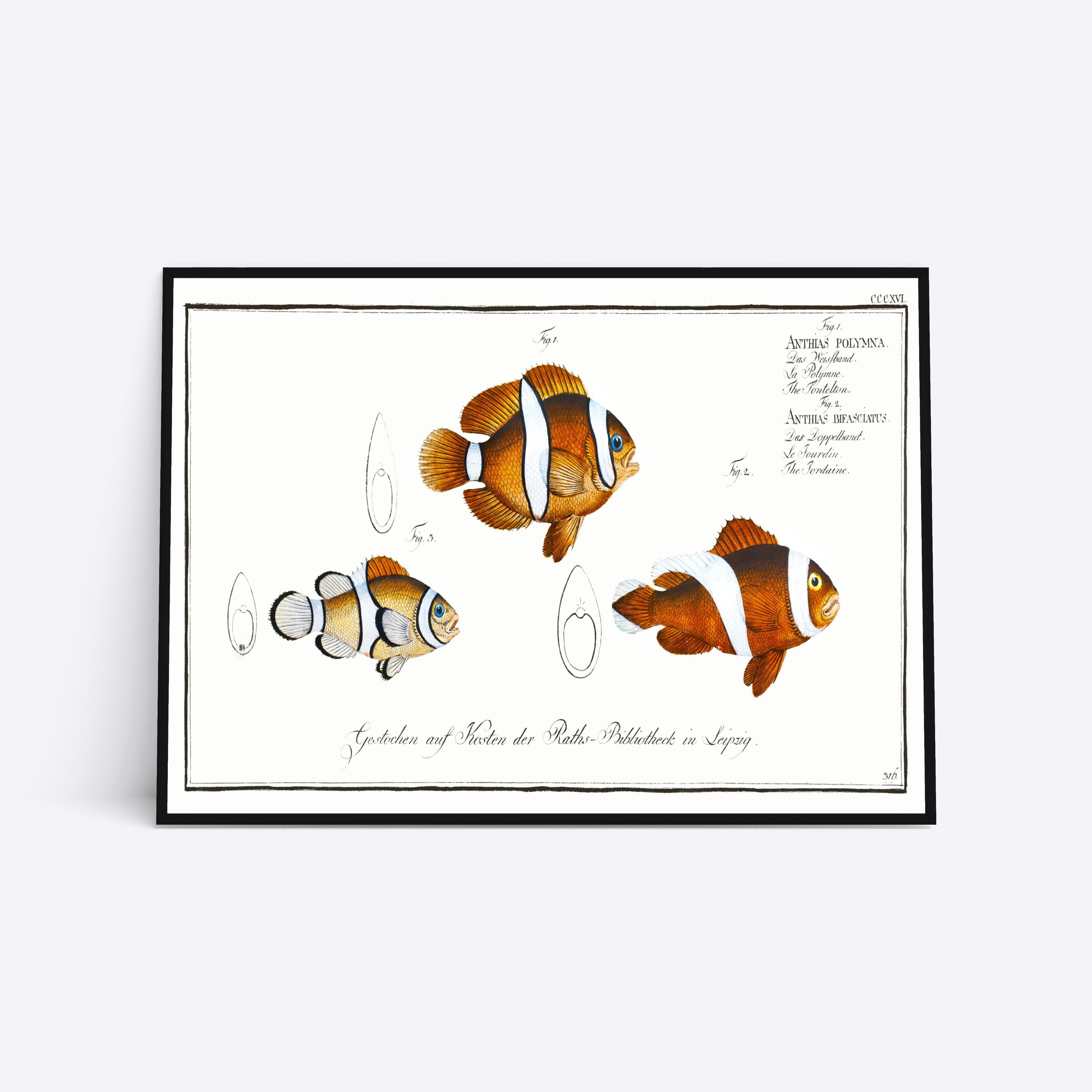 Plakat med illustration af klovnfisk og æg, vintage stil, med latinske navne og beskrivelser.