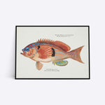 Bass Strait Fish plakat i ramme