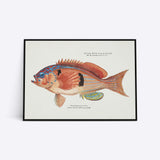 Bass Strait Fish plakat i ramme