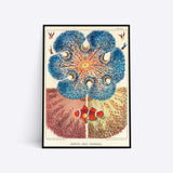 Barrier Reef Anemones plakat i ramme