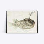 Prickly Anglerfish illustration plakat i ramme