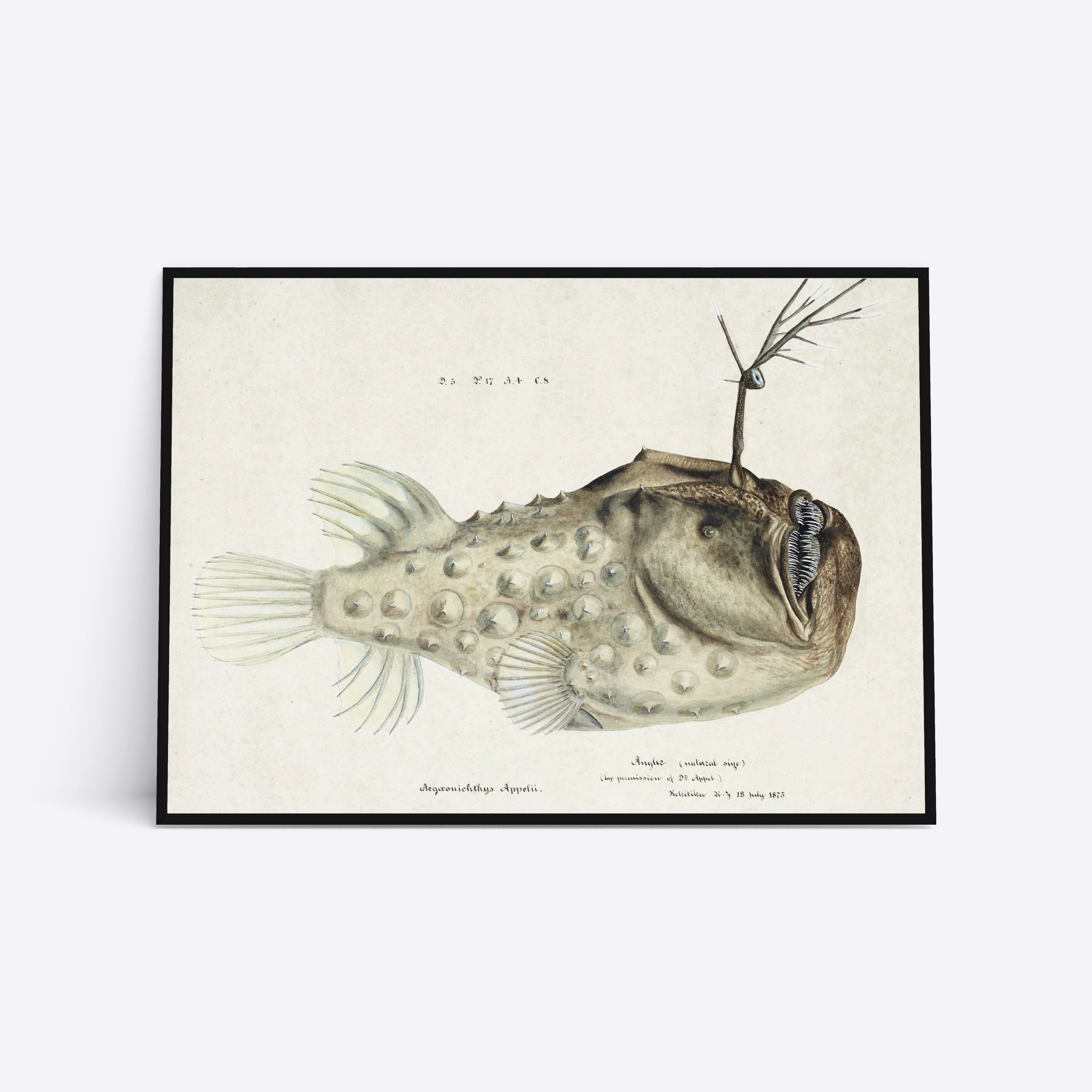 Prickly Anglerfish illustration plakat i ramme