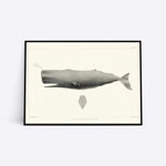 Sperm Whale plakat i ramme
