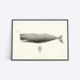 Sperm Whale plakat i ramme