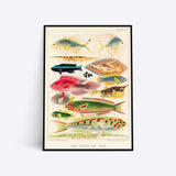 Great Barrier Reef Fishes Vol. 2 illustration plakat i ramme