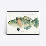Green Kelp illustration plakat i ramme