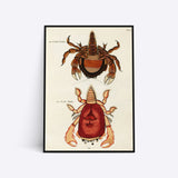Crabs illustration plakat i ramme