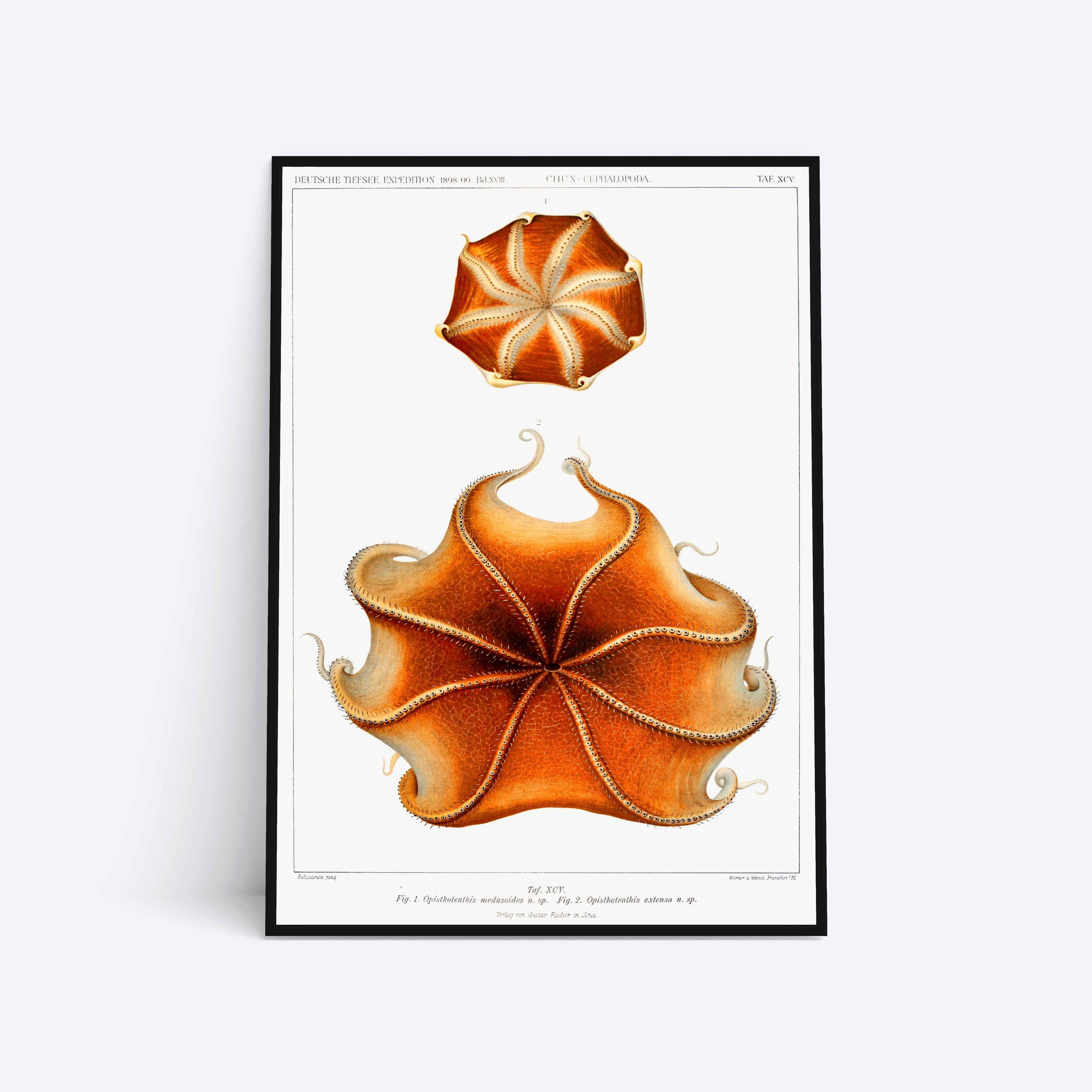 Opisthotenthis illustration plakat i ramme