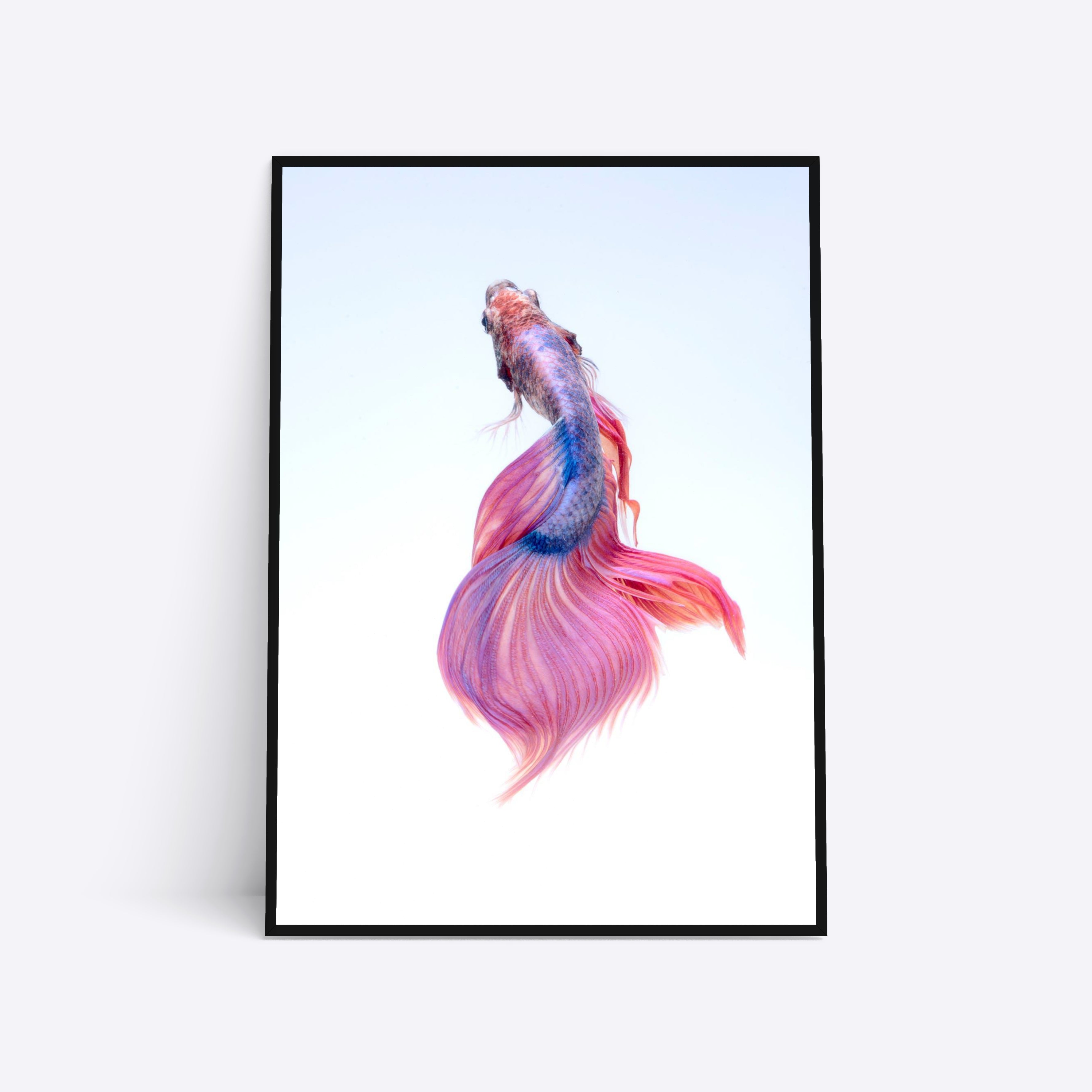 Purple Veilfish plakat i ramme