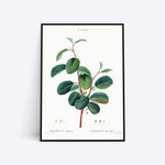 Rhamnus Alpinus plante plakat i ramme