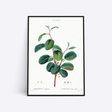 Rhamnus Alpinus plante plakat i ramme