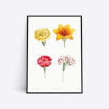 Flowers illustration plakat i ramme