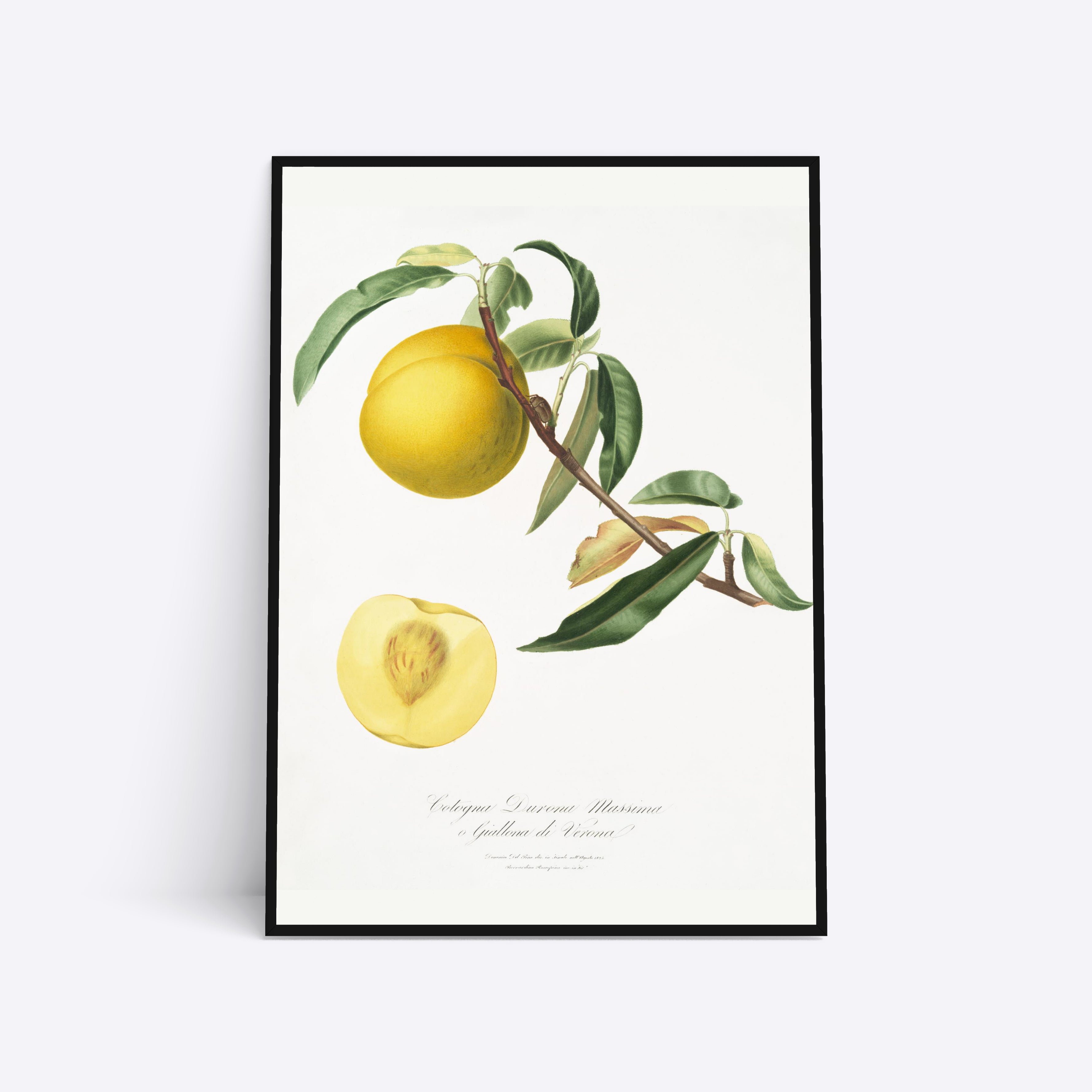 Yellow Peach plakat i ramme
