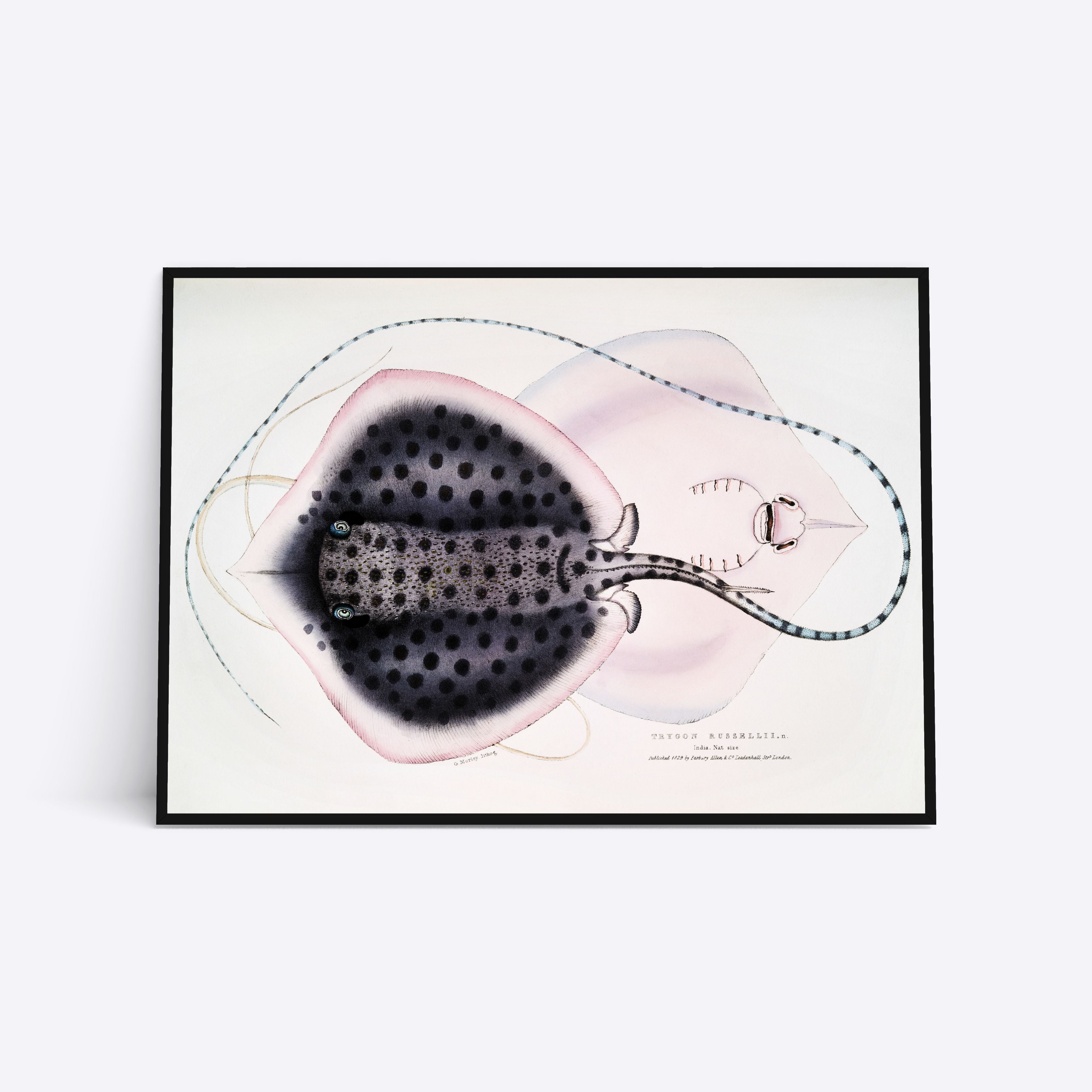 Plakat med en detaljeret illustration af en rokke, kunstner ukendt.