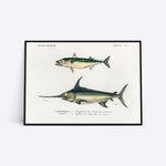 Plakat med illustration af to fisk, herunder en sværdfisk, på en hvid baggrund.