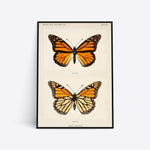 Plakat med to sommerfugleillustrationer, øverst en monark sommerfugl og nederst en lignende art, med teksten "Moths and Butterflies" og "Danais Archippus".