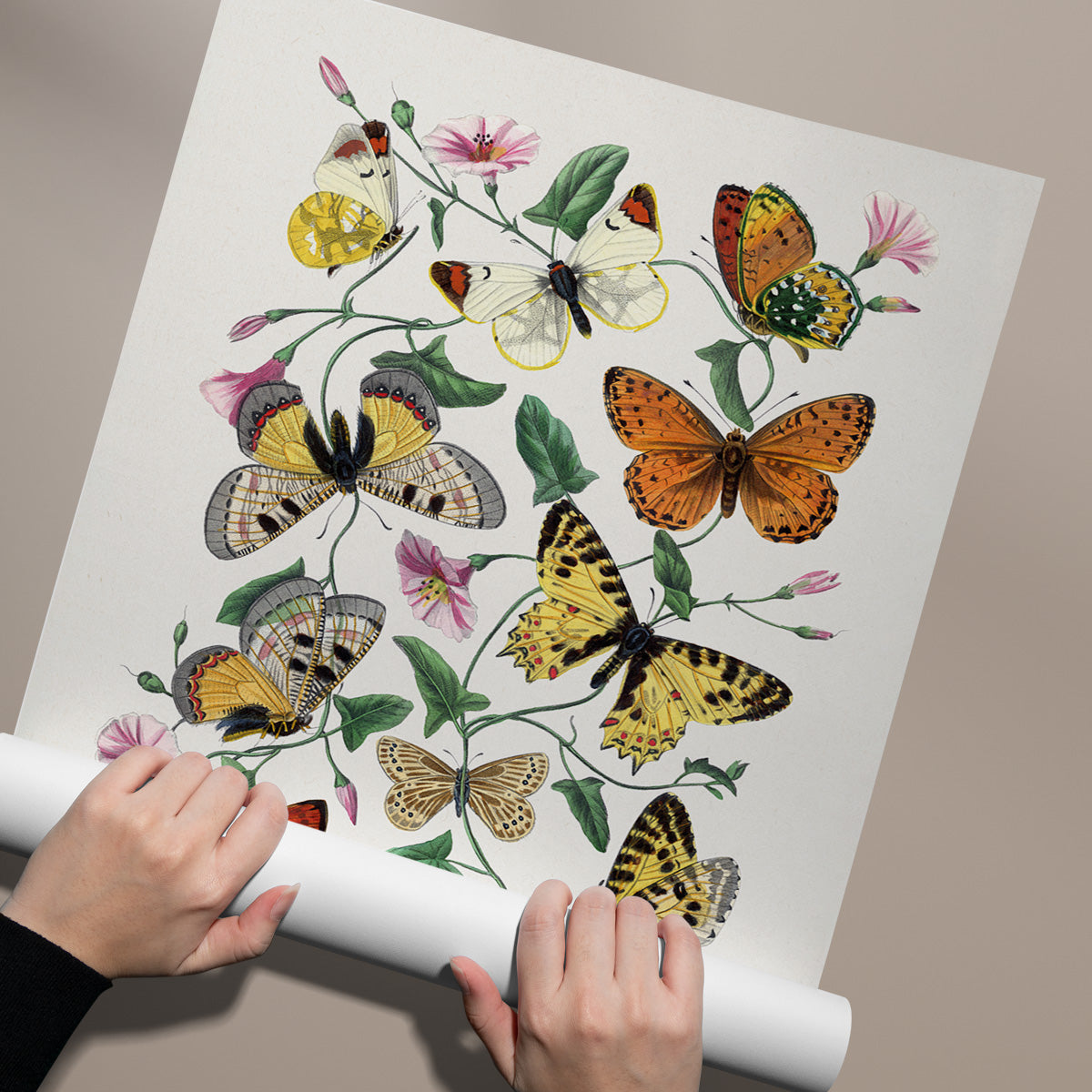 Sommerfugl Plakat – Natur, farver og æstetik i dit hjem