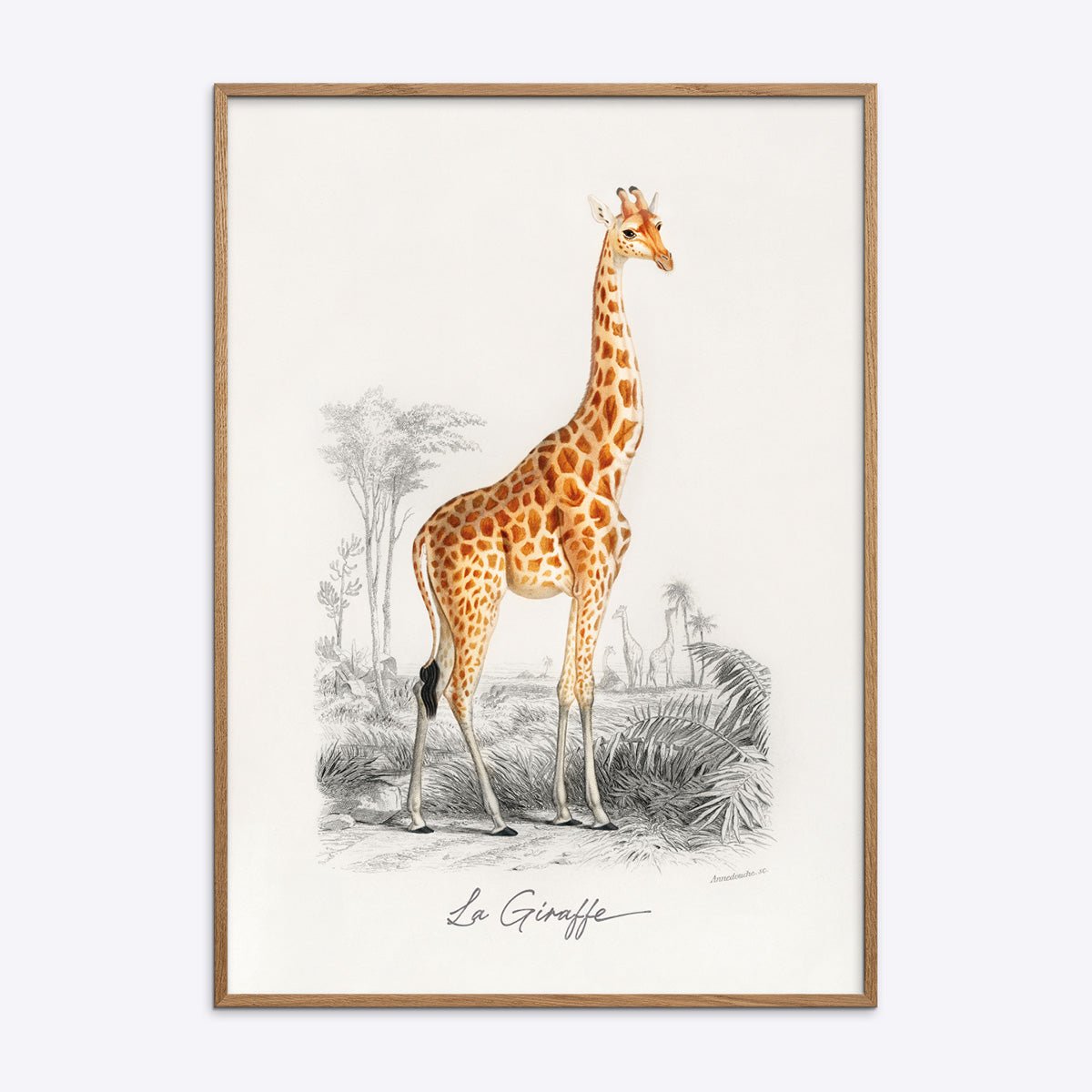 Plakat med en illustration af en giraf, titlen "La Girafe" i egetræsramme