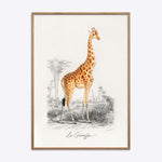 Plakat med en illustration af en giraf, titlen "La Girafe" i egetræsramme