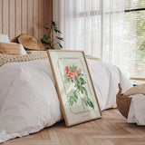 Flower Series - Malmedy Rose