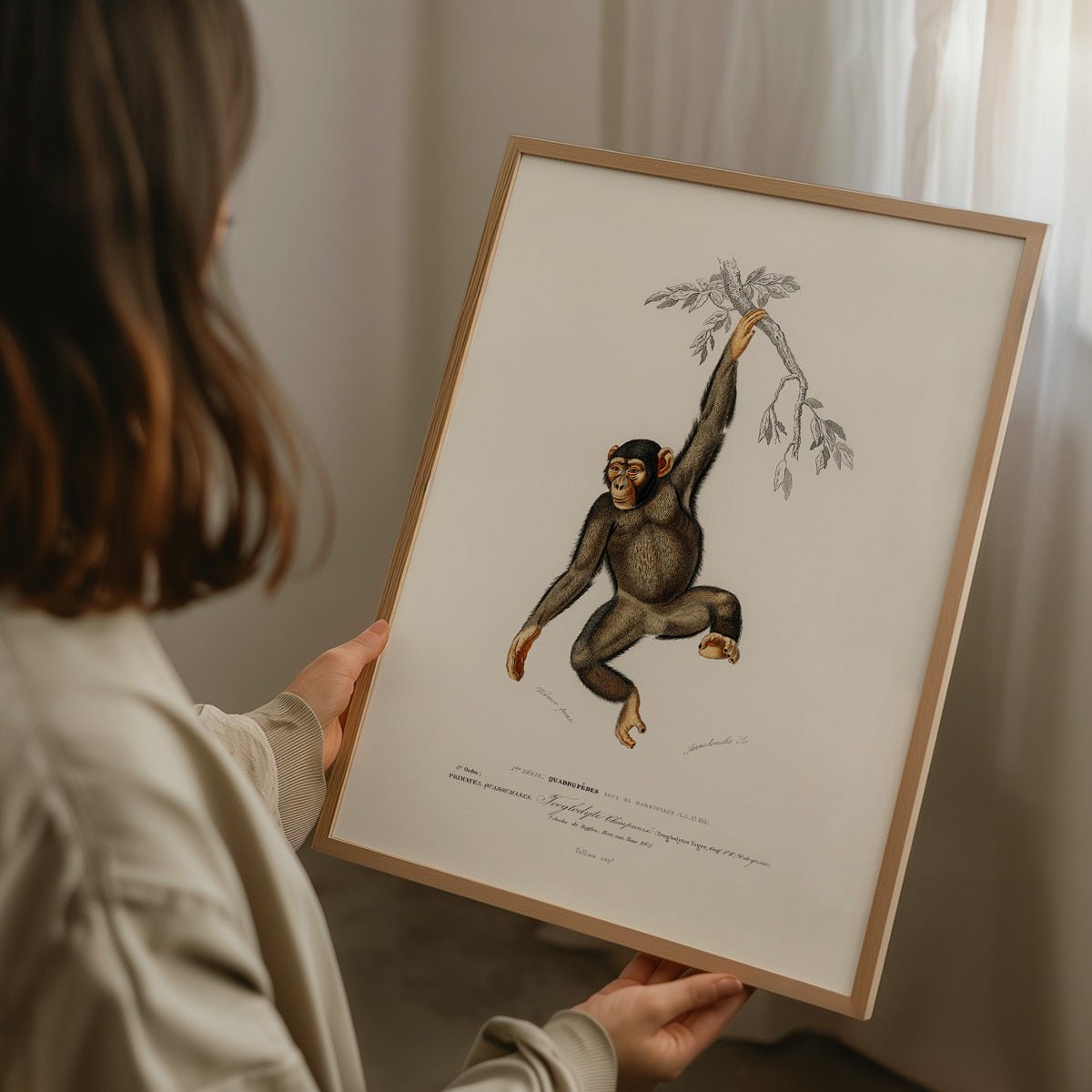 Plakat med chimpanse illustration holdt af person i træramme