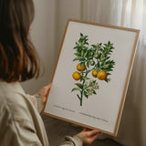 Citrus Bigaradia Sinensis