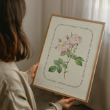 Flower Series - York and Lancaster Rose