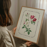 Flower Series - Rosa Indica