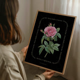 Flower Series - Rosa Indica BLACK EDITION