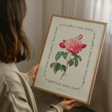 Flower Series - Rosa Mundi Rosa Gallica