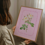Flower Series - York and Lancaster Rose - PINK EDIT