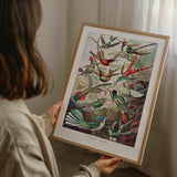 Hummingbirds