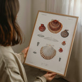 Mollusca & Shells