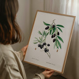 Olive Branch