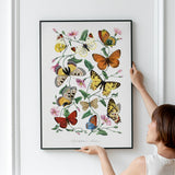 Butterflies 2