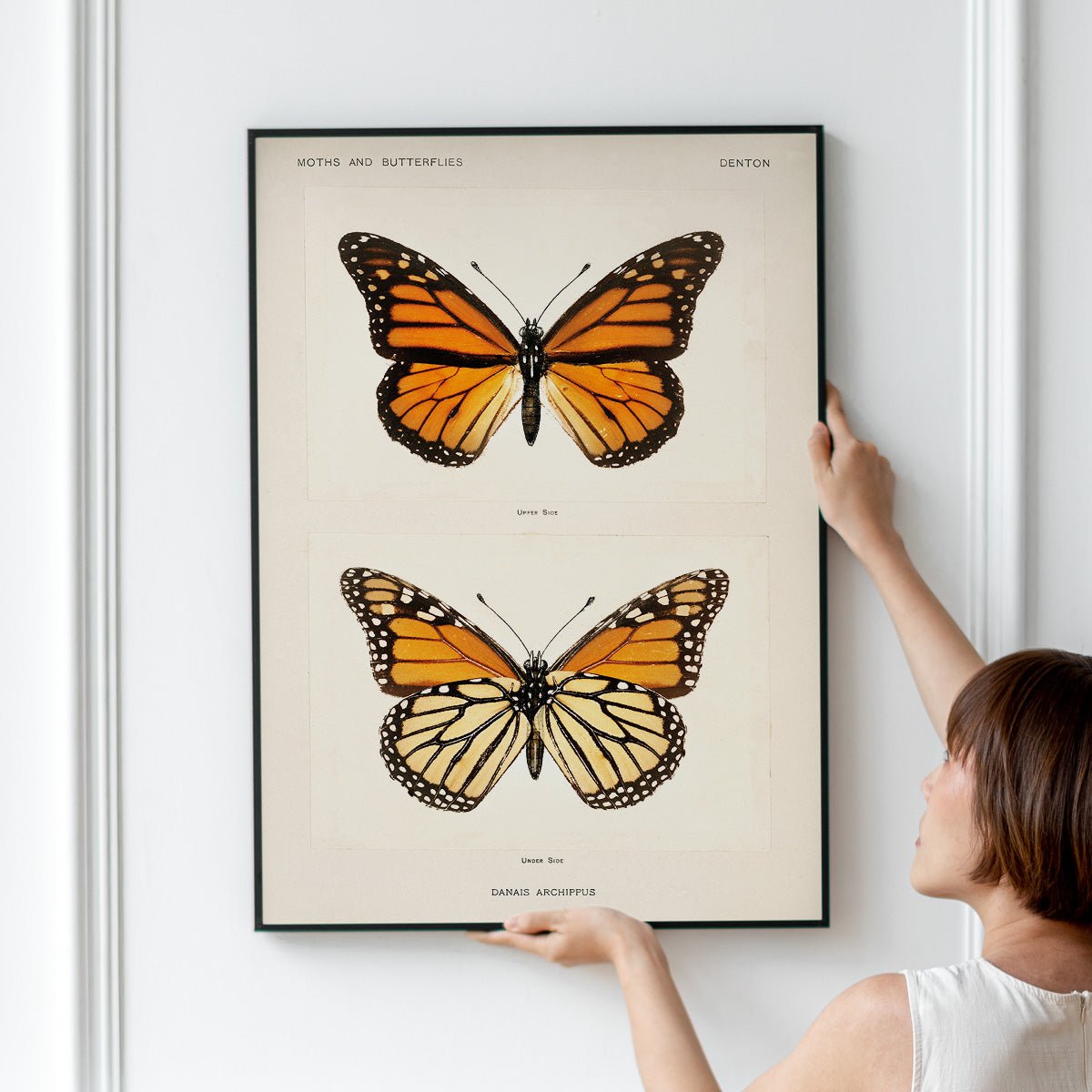 Plakat med illustration af Danais Archippus sommerfugle holdt mod en hvid væg.