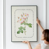 Flower Series - York and Lancaster Rose