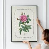 Flower Series - Rosa Indica Cruenta