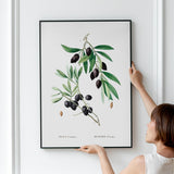 Olive Branch