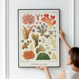 Great Barrier Reef Corals 2