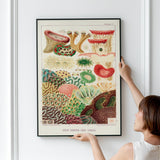 Great Barrier Reef Corals 4