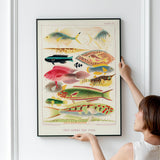 Great Barrier Reef Fishes 2