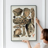 Great Barrier Reef Oysters
