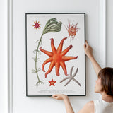 Starfish & More