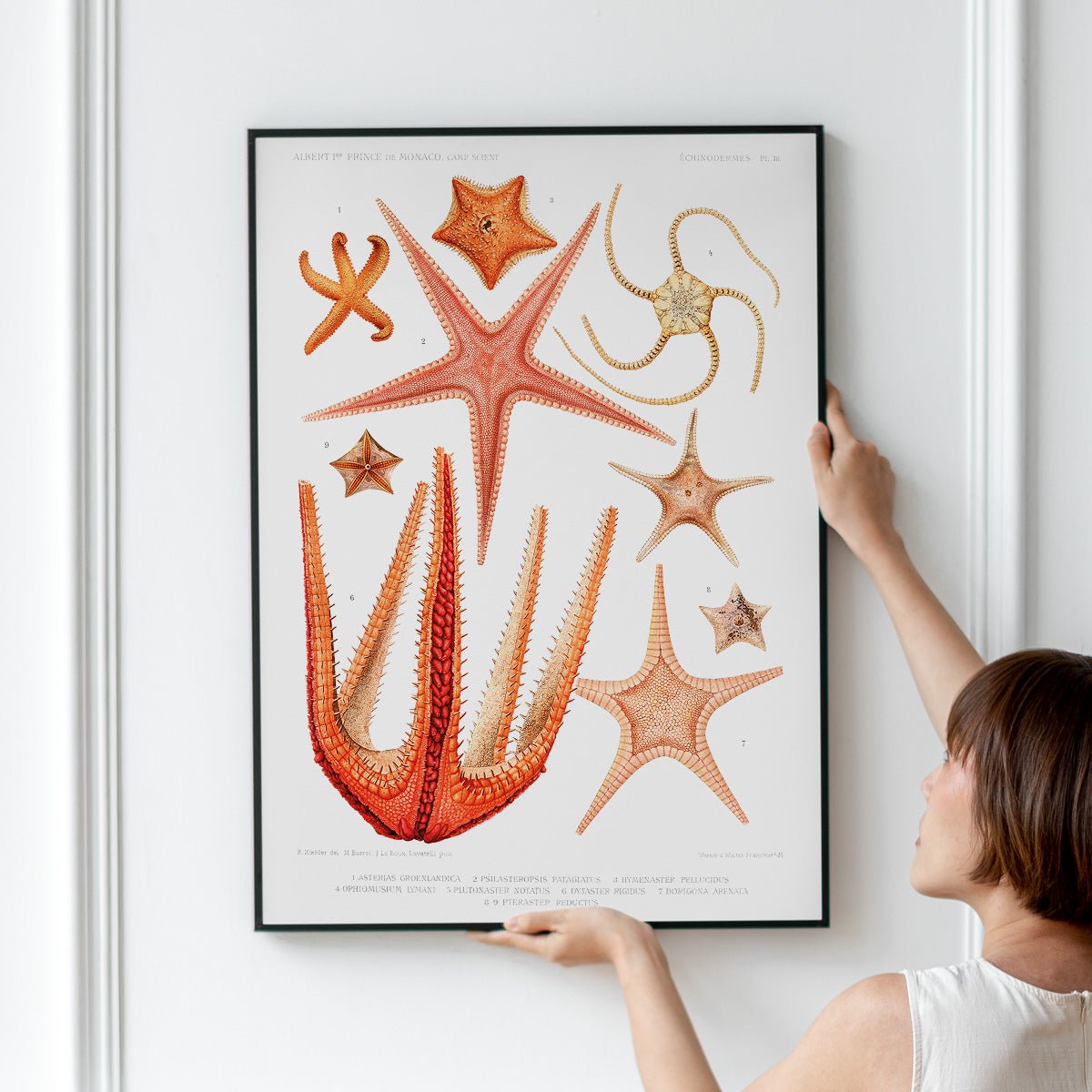 Starfish plakat med vintage illustration af søstjerner i sort ramme holdt op mod væg.