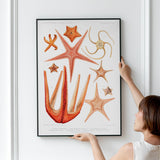 Starfish