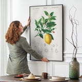 Citrus Limonium