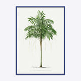 Areca Monostachya